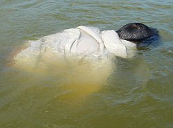 anorak-swimming-unconscious-casualty